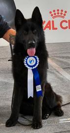 Pastore Tedesco per accoppiamento