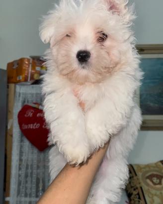 Maltese toy