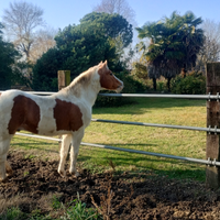 Paint horse palomino stallion
