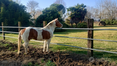 Paint horse palomino stallion