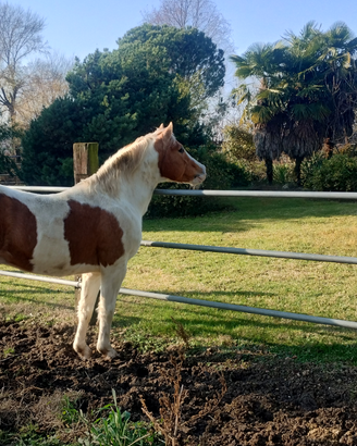 Paint horse palomino stallion
