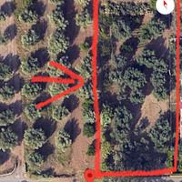 Terreno agricolo uliveto