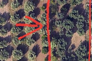 Terreno agricolo uliveto