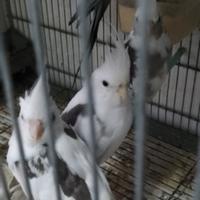 Pappagalli