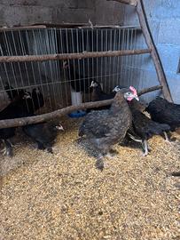 Galli marans