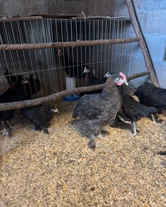 Galli marans