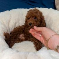 Barboncini toy red PEDIGREE ENCI