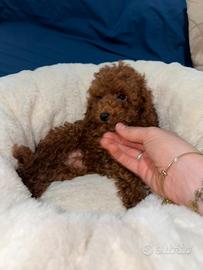 Barboncini toy red PEDIGREE ENCI