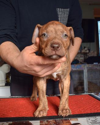 Cuccioli di Pitbull