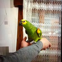 Pappagallo Amazzone Fronte Blu