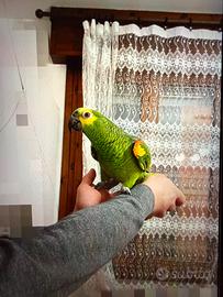 Pappagallo Amazzone Fronte Blu