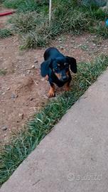 Bassotte tedesche nane femmine