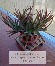 due piante di aloe