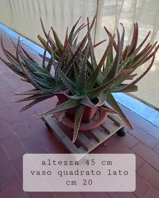 due piante di aloe