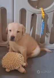 Disponibili cuccioli di labrador