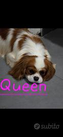 Cavalier King Pedegree Enci
