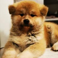 Cuccioli Akita Inu