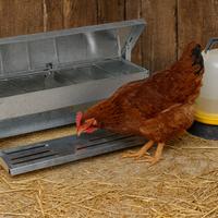 Mangiatoia a pedale galline polli tacchino