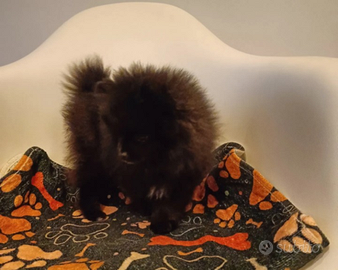 Volpino di Pomerania Mony toy