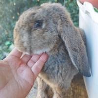 Conigli ariete gigante