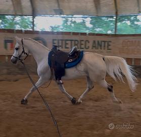 Cavallo purosangue arabo