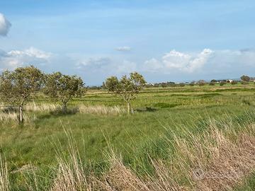 Terreno agricolo anche con ulivi vicino al mare