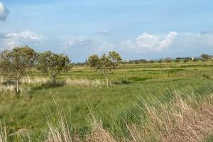Terreno agricolo anche con ulivi vicino al mare