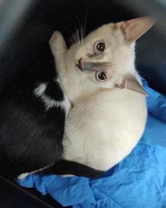 Dey gattina 3 mesi