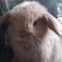 Minilop in purezza color grigio blu con occhi grig