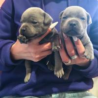 Staffordshire bull terrier