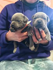 Staffordshire bull terrier