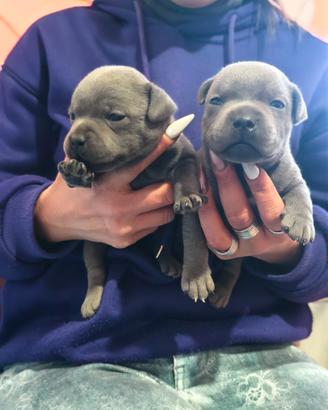 Staffordshire bull terrier