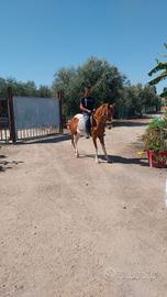 Cavallo