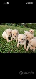 Disponibili Golden retriver