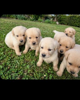 Disponibili Golden retriver