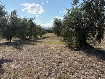 Terreno agricolo