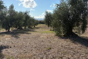 Terreno agricolo