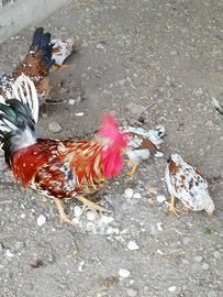 Galline millefiori