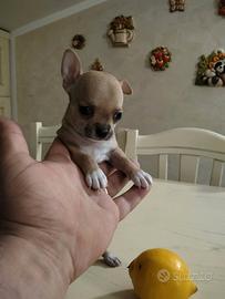 Che Amore di Chihuahua Femminuccia
