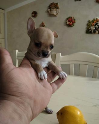 Che Amore di Chihuahua Femminuccia
