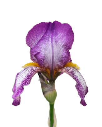 Iris Germanica rizome piante misti