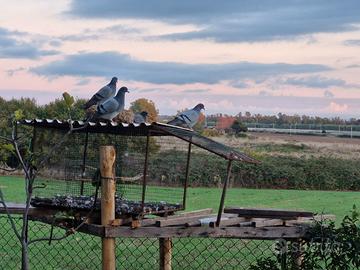 Volantini ternani addestrati