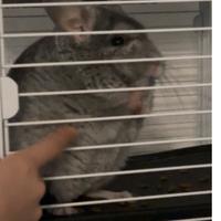 Cincilla' grigio di due anni