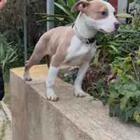 Pitbull pedigree