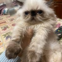 Gatto persiano color point tabby