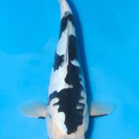 Carpe Koi Kumonryu laghetto pesci