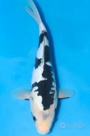 Carpe Koi Kumonryu laghetto pesci