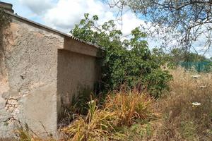S.V. Pischina Ruia-Terreno uliveto con Casa C2