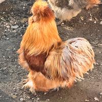 Gallo moroseta silkie americana
