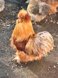Gallo moroseta silkie americana